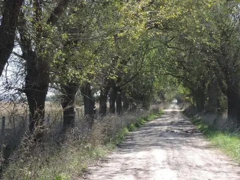 Campo en venta 360 Has en Bavio. Suelo 80 % agrícola.