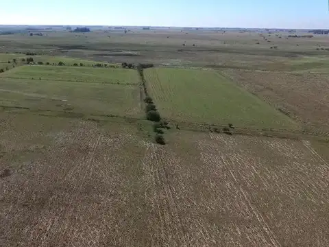 Campo en venta 360 Has en Bavio. Suelo 80 % agrícola.