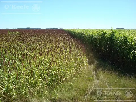 Campo en venta 360 Has en Bavio. Suelo 80 % agrícola.