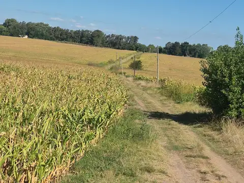 18 Has Agricola ,casa Ppal. , casa de  casero