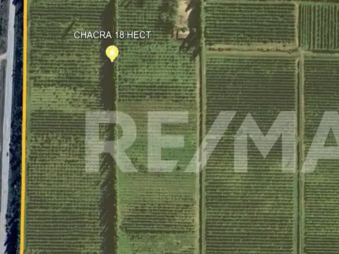 VENTA CHACRA 18,56 HAS. - ALLEN, RIO NEGRO