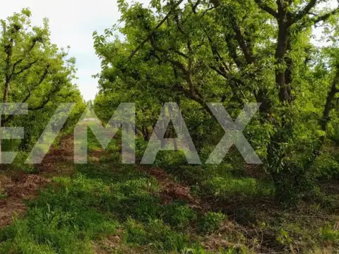 VENTA CHACRA 18,56 HAS. - ALLEN, RIO NEGRO