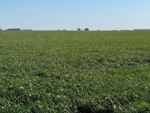 Campo en venta - 8.090.000Mts2 - Coronel Dorrego