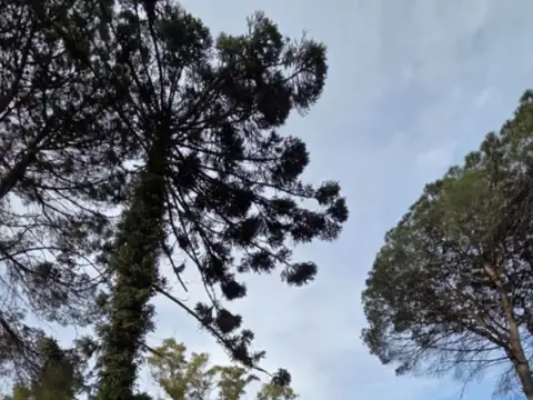 General Pedro Díaz 2700