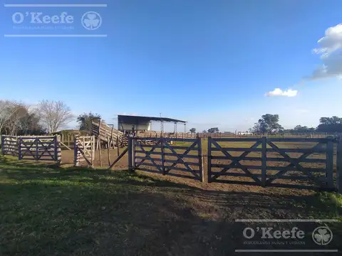 Único campo mixto de 650 has con estupendo casco a 2500mts de Ruta 29 C. Brandsen