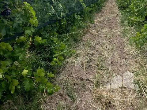 K ó Centenario y Calle 22