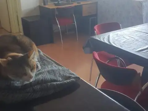 Departamento en Venta Permite mascota