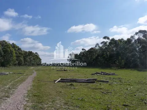 Forestación De Colonia Argentina - Federación