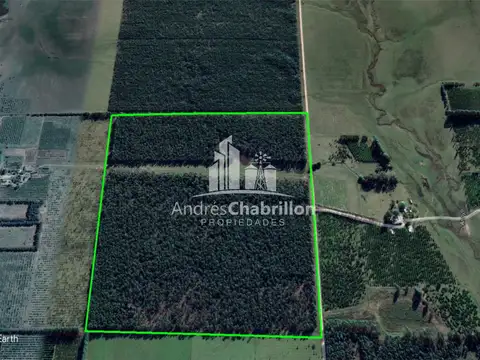 Colonia Argentina 50 100