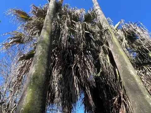 Albert Einstein 5200