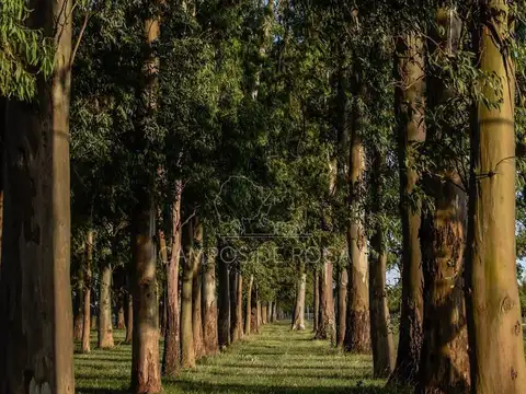 Terreno en Venta en Coronel Brandsen, USD 27.500