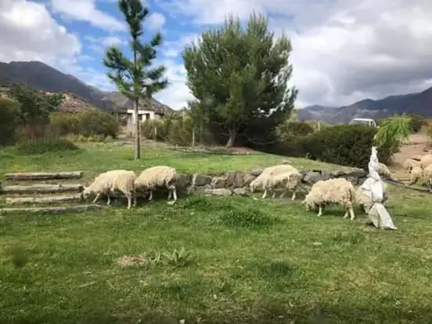 Terreno en Venta de 2000,0 m2