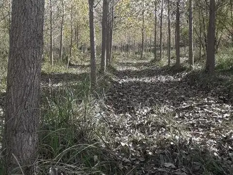 Rio o Arroyo Paraná Miní 87 ha. La Alameda 100