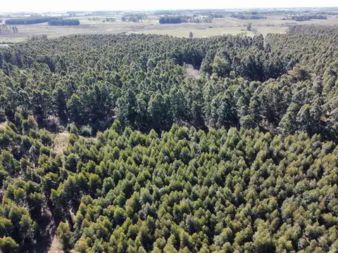 40 has. Dpto. Uruguay - Campo forestal en venta en Arroyo Molino