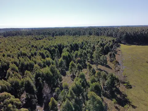 Campo en Venta de 40  ha
