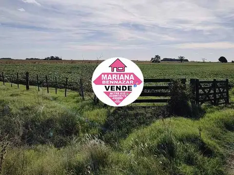 CAMPO EN VENTA - ALSINA - BARADERO