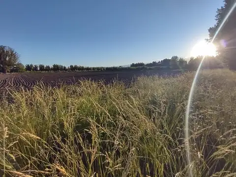 CALLE ANTONIO CRESPO, COLONIA LAS ROSAS, TUNUYAN