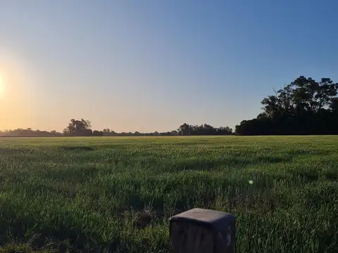 Campo de 5ha cercano ruta 41