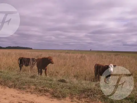 Campo mixto en venta - 2.270 ha en Corrientes con gran potencial productivo