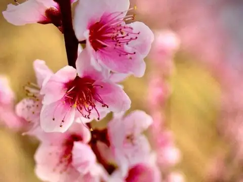 Oportunidad Única en Tunuyán: Finca de 79 ha.