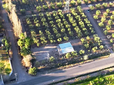 VENTA FINCA con OLIVOS y CIRUELOS en COQUIMBITO