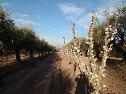 VENTA FINCA con OLIVOS y CIRUELOS en COQUIMBITO