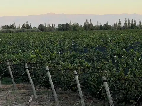FINCA EN PRODUCCION RIVADAVIA  MENDOZA