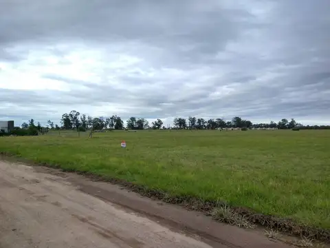 Quinquela Martin 100