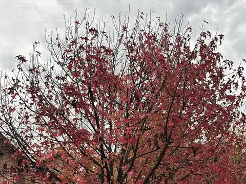 Terreno en Venta 50  mts Fondo