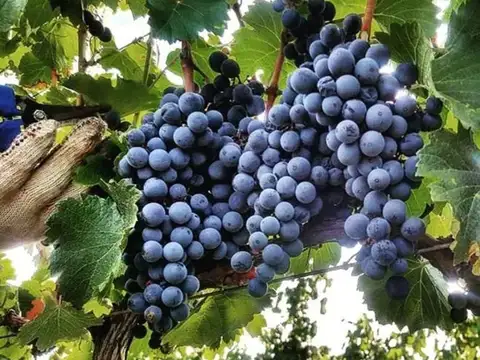 Terreno en Venta de 2500,0 m2