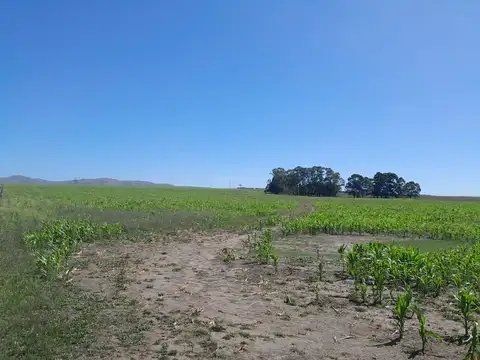 Campo  En Peralta 77 H