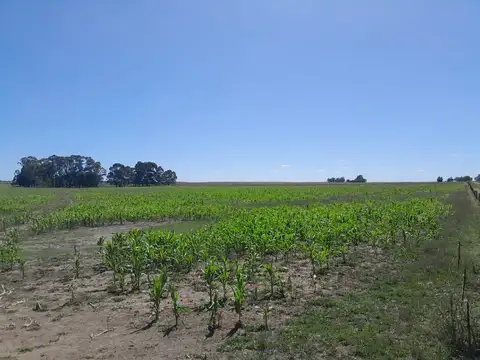 CAMPO EN  Peralta, Provincia de Buenos Aires,