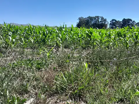CAMPO EN  Peralta, Provincia de Buenos Aires,