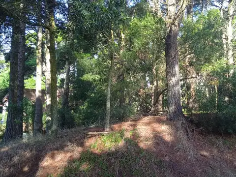 Lote 675 mts de buena altura y forestación