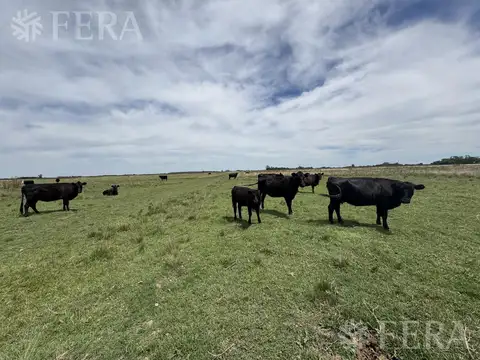 Venta de Campo en  Chascomus