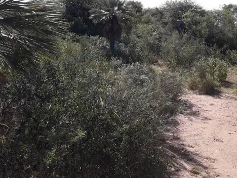 VENTA EXCLUSIVA/CAMPO 79 HA/TITULOS PERFECTOS/CHARBONIER