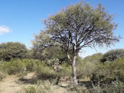 VENTA EXCLUSIVA/CAMPO 79 HA/TITULOS PERFECTOS/CHARBONIER