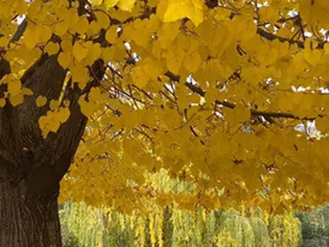 Av. Bartolome Jaime 1085, X5178, Córdoba, Argentin 1100