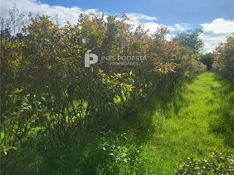 Campo en Venta de 6  ha