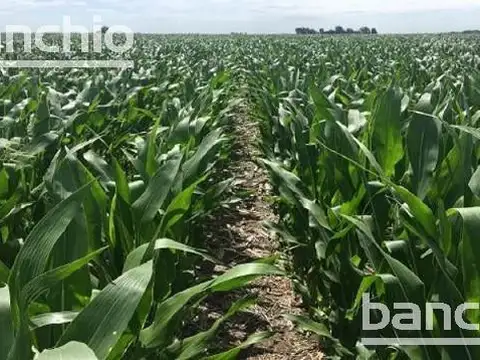 22 ha Agrícolas Casalegno