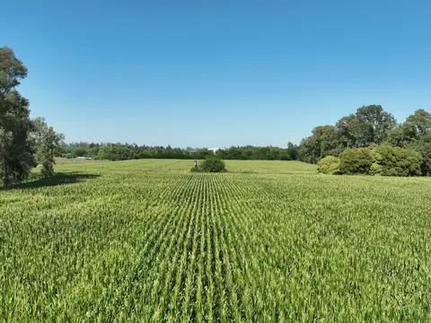 6 Has. Chacra sobre Ruta en Carlos Keen