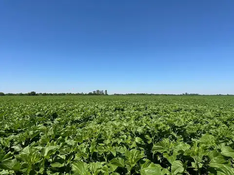 CAMPO AGRICOLA EN VENTA SUELO 2 ZONA NUCLEO
