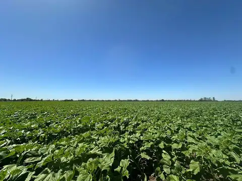 CAMPO AGRICOLA EN VENTA SUELO 2 ZONA NUCLEO