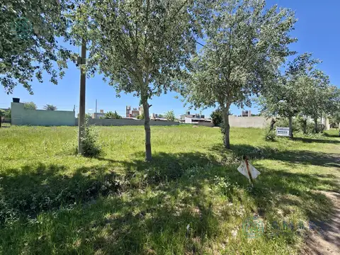 El Jacaranda  y  El Algarrobo