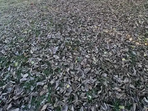 Terreno en Venta en Laguna De Lobos, USD 25.000