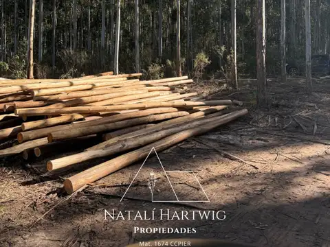 Campo 32has en venta