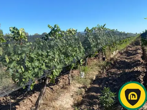 Finca en venta, El Borbollón, Mendoza.