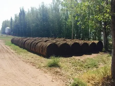 Casa Campo  en Venta en San Rafael,  Mendoza - BLA1952_LP535882_2