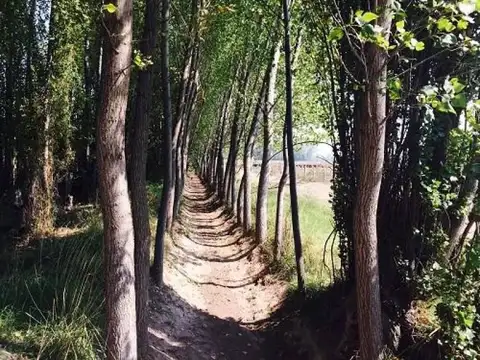 San Rafael, Mendoza 100