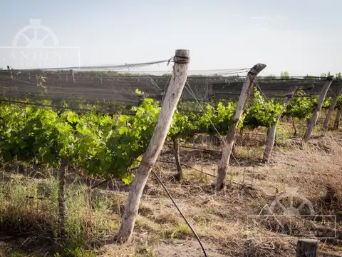 Campo - Finca Productiva de primer nivel en Medrano - 75 has